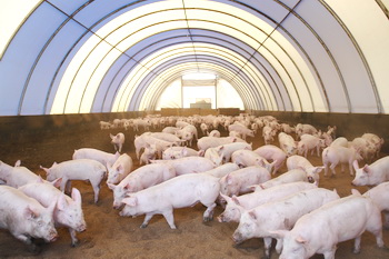 Pig farming Pig farming