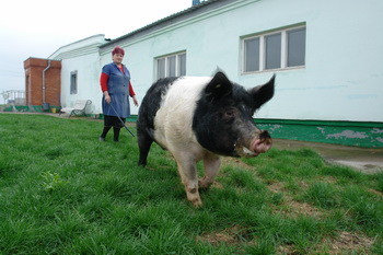 Pig farming Pig farming